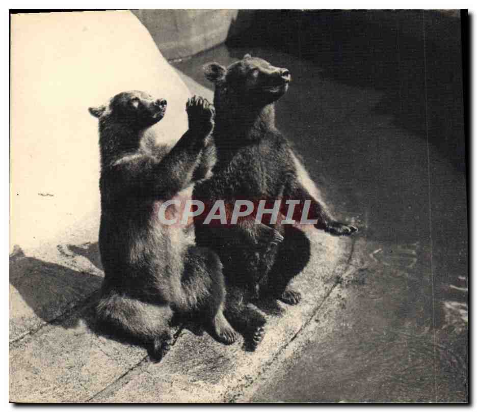 Un couple d'Ours bruns — Muséum national d'Histoire naturelle, Parc zoologique du Bois de Vincennes, Paris