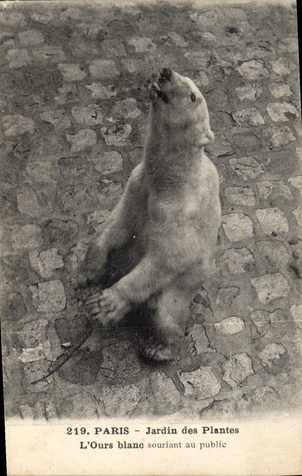 CPA Ours Paris Jardin des plantes L'ours blanc souriant au public 