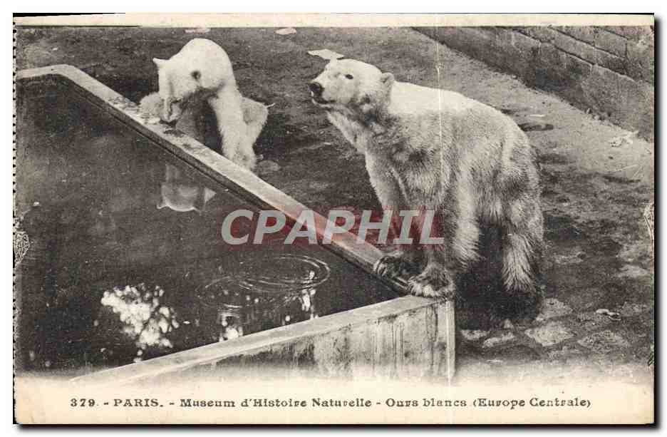 CPA Ours Paris Museum d'histoire naturelle Ours blancs Europe centrale