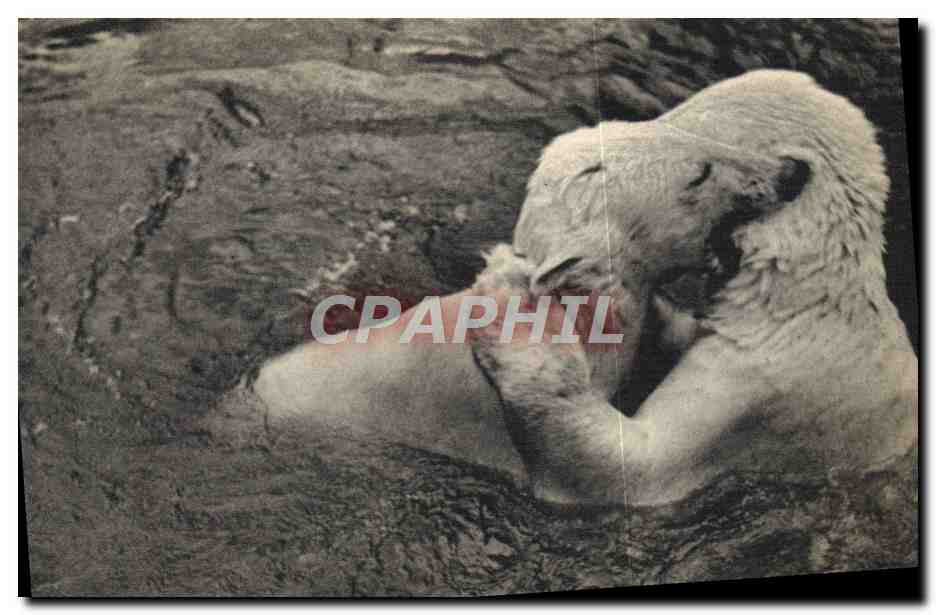 CPA Ours Zoo Bois de Vincennes Paris Ours blancs s'ebattant dans leur bassin 