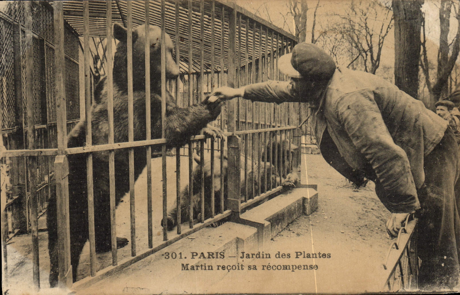 CPA Ours Paris Jardin des plantes Martin recoit une recompense 