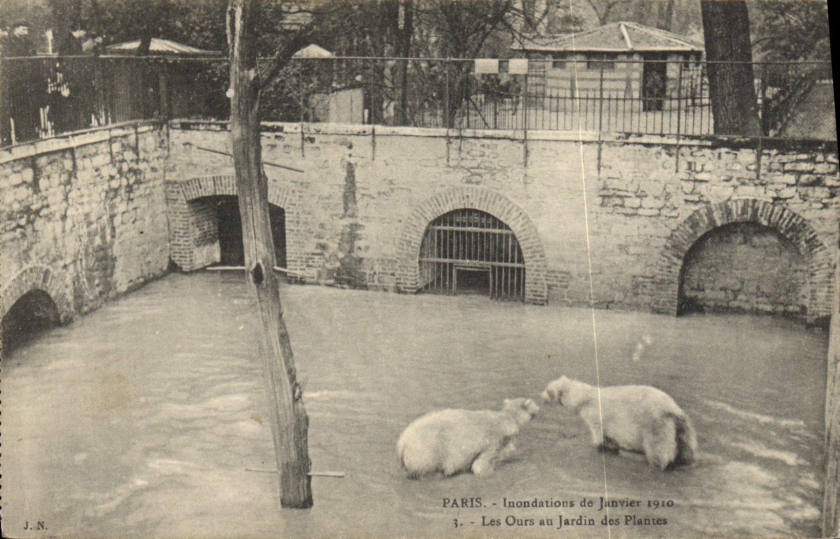 CPA Ours Paris Inondations de Janvier 1910 Les ours au jardin des plantes 