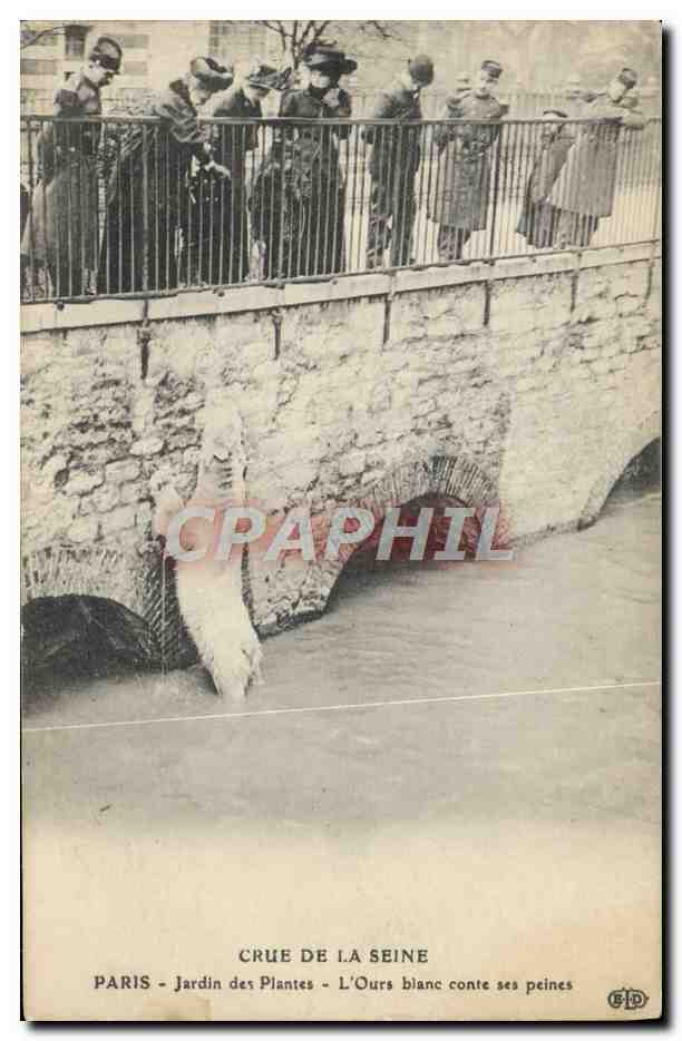 CPA Ours Paris Crue de la Seine Jardin des plantes L'ours blanc conte ses peines