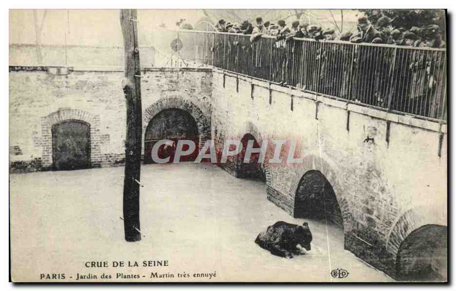 Crue de la Seine — Jardin des Plantes — Martin très ennuyé — Éditeur E.D.