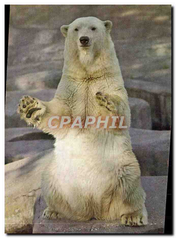 CPM Ours blanc 