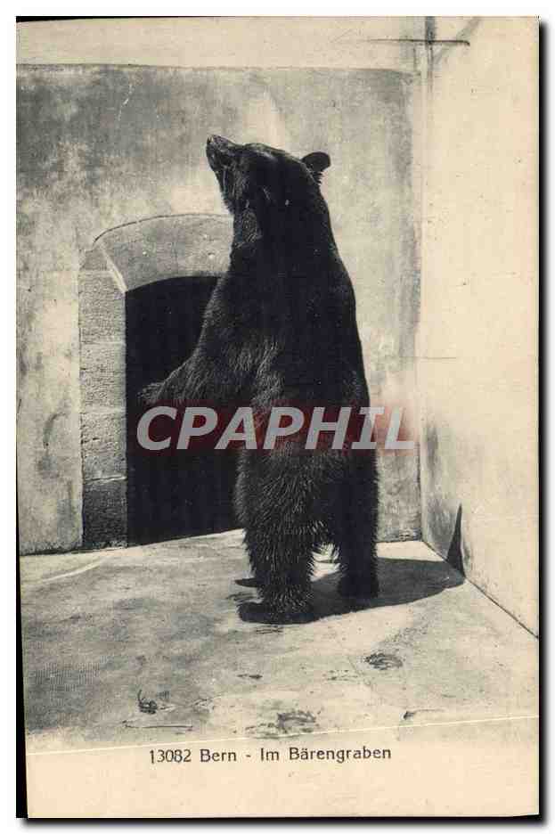 CPA Ours Bern Im Barengraben