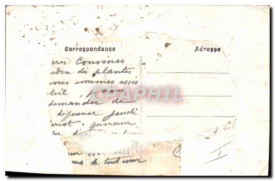 CPA Ours Paris Jardin des Plantes Ours blancs Europe centrale — Verso