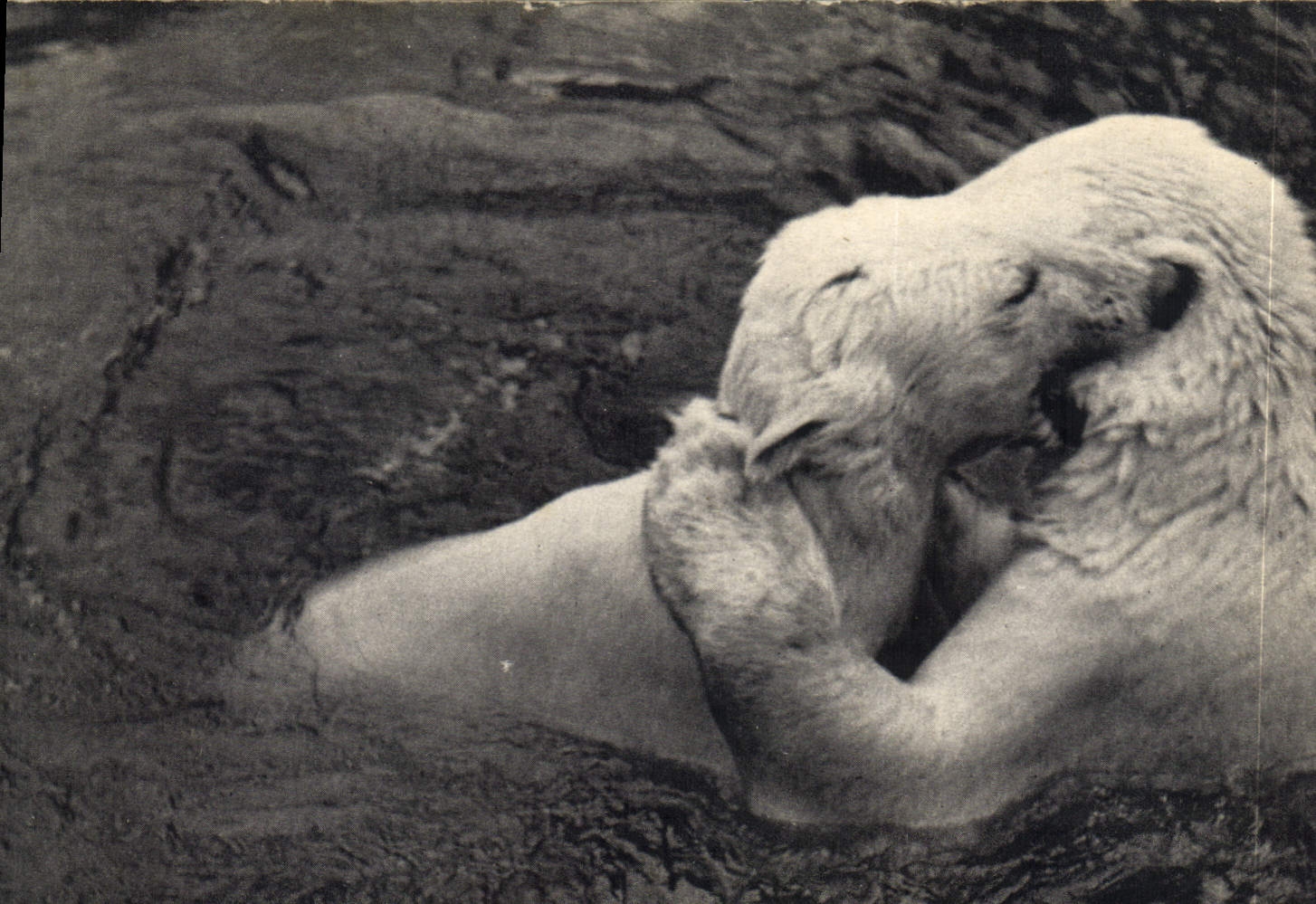 CPA Ours blancs Parc zoologique Bois de Vincennes Paris