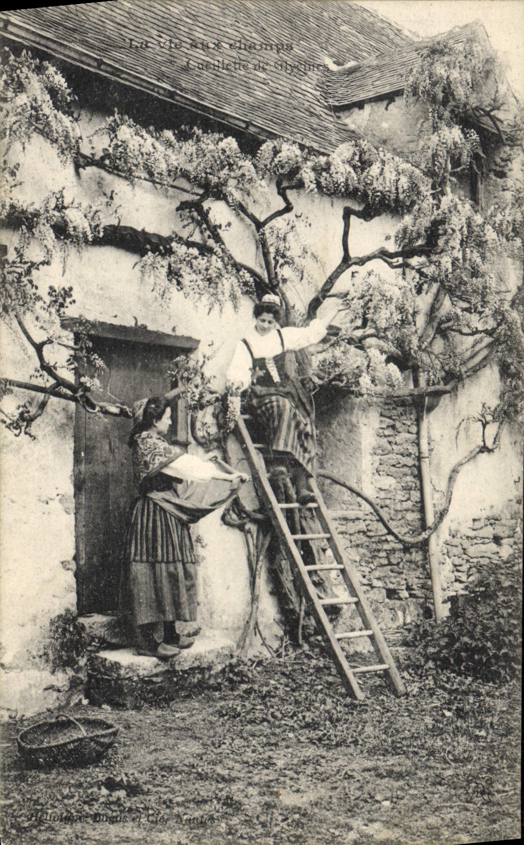 CPA Folklore Cueillette des Glycines