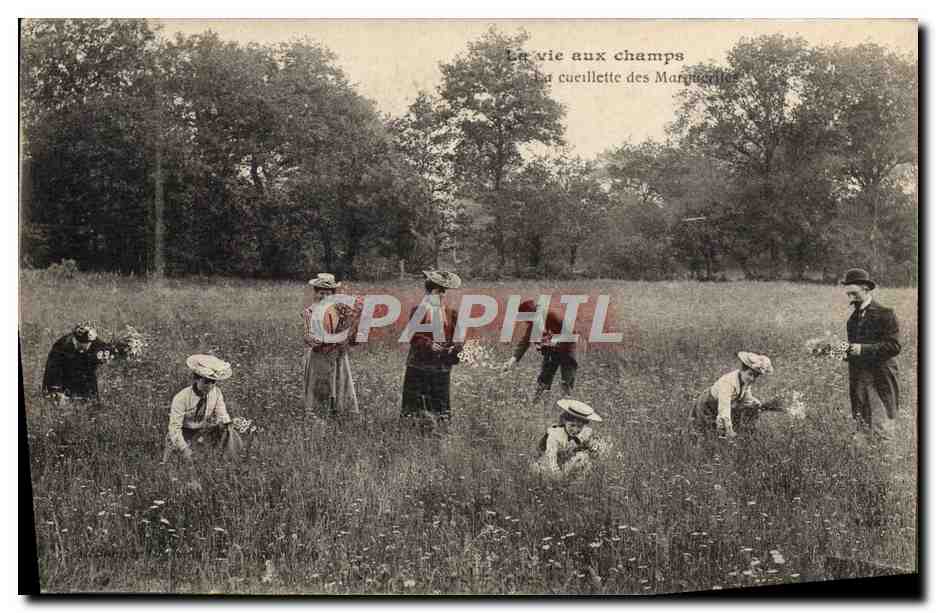 CPA Folklore La vie aux champs La cueillette des Marguerites