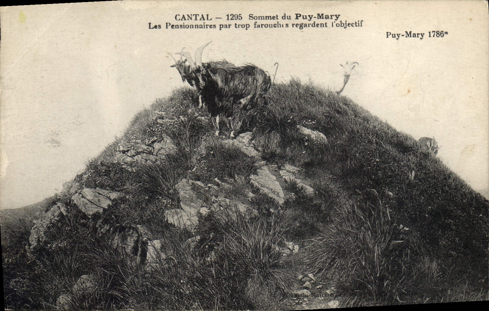 CPA Chevre Cantal Sommet du Puy-Mary Les pensionnaires par trop farouches regardent l'objectif 