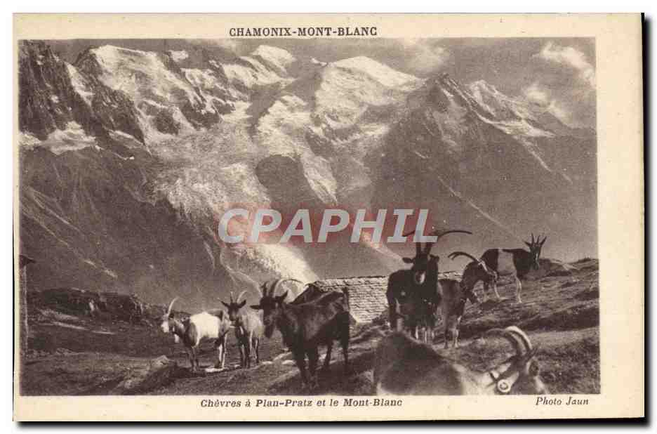 CPA Chevre Chamonix Mont Blanc Chevres a Plan Bratz et le Mont Blanc 