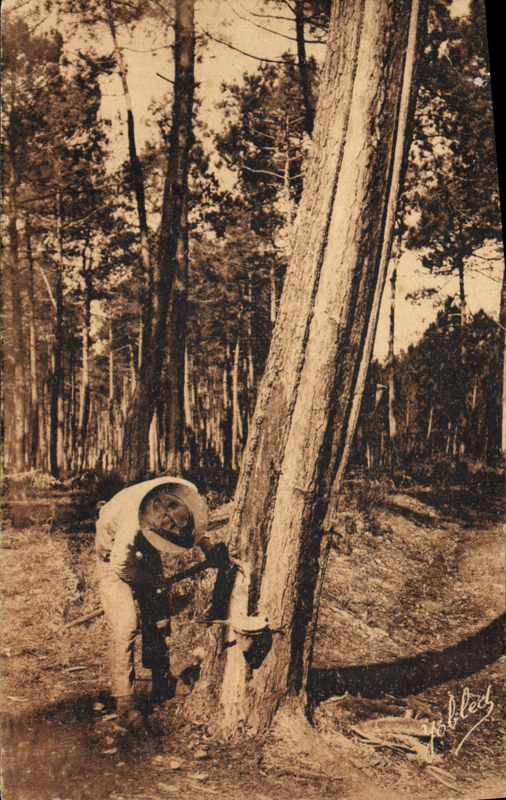 Collecte de résine dans une forêt de pins — Yorbleed — Association Syndicale des Propriétaires Forestiers de la Partie Sud de la Charente