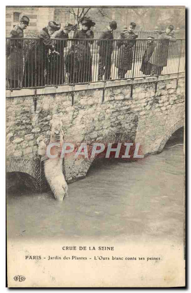 CPA Ours Paris Crue de la Seine Jardin des plantes L'ours blanc conte ses peines 