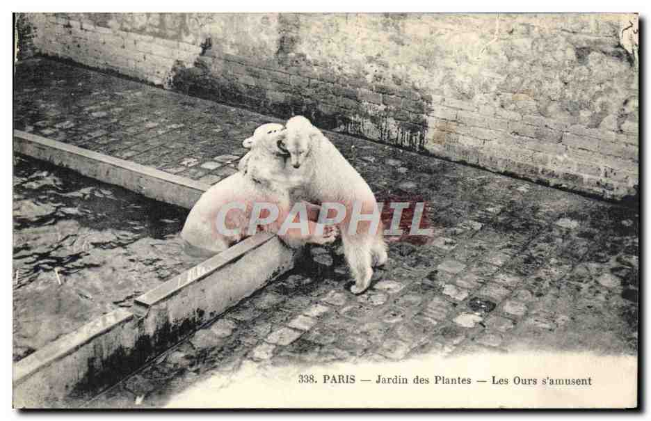 CPA Ours Paris Jardin des plantes Les ours s'amusent 