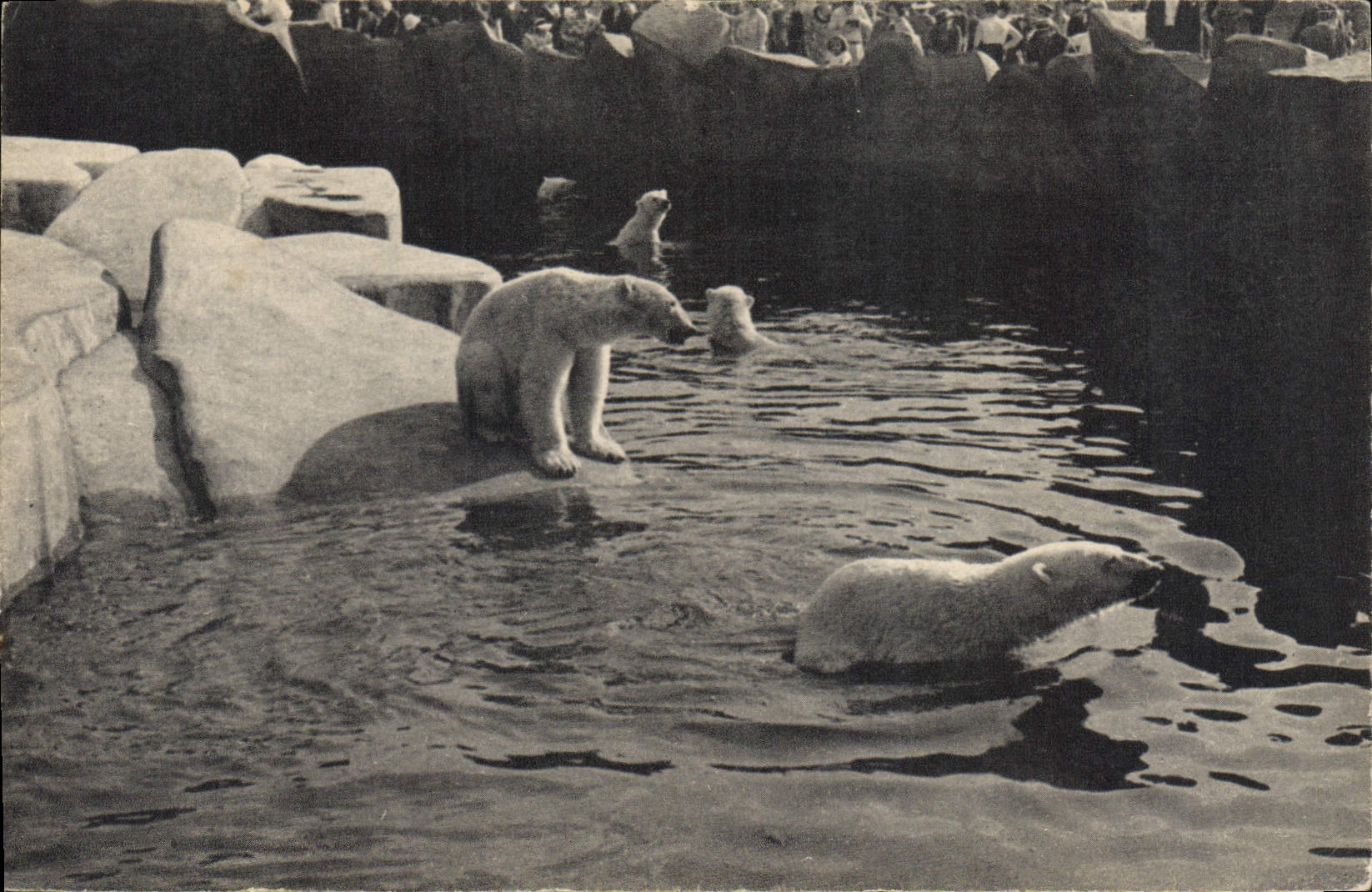 Bassin des Ours blancs — Muséum national d'Histoire naturelle, Paris — série 206