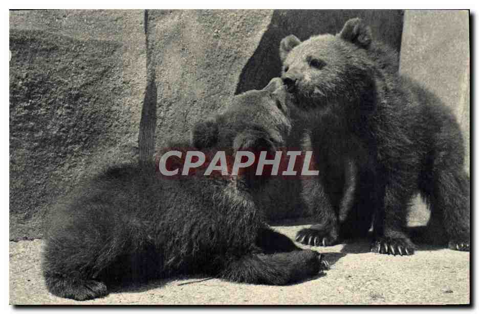 CPA Ours Paris Museum d'Histoire Naturelle Parc zoologique du Bois de Vincennes Ours bruns 