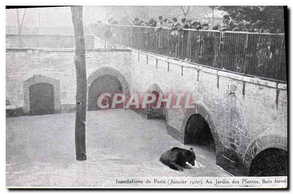 CPA Ours Inondations de Paris Janvier 1910 Au jardin des plantes Bain force 