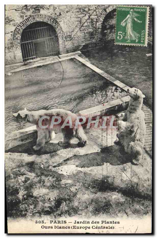 CPA Ours Paris Jardin des Plantes Ours blancs Europe centrale 