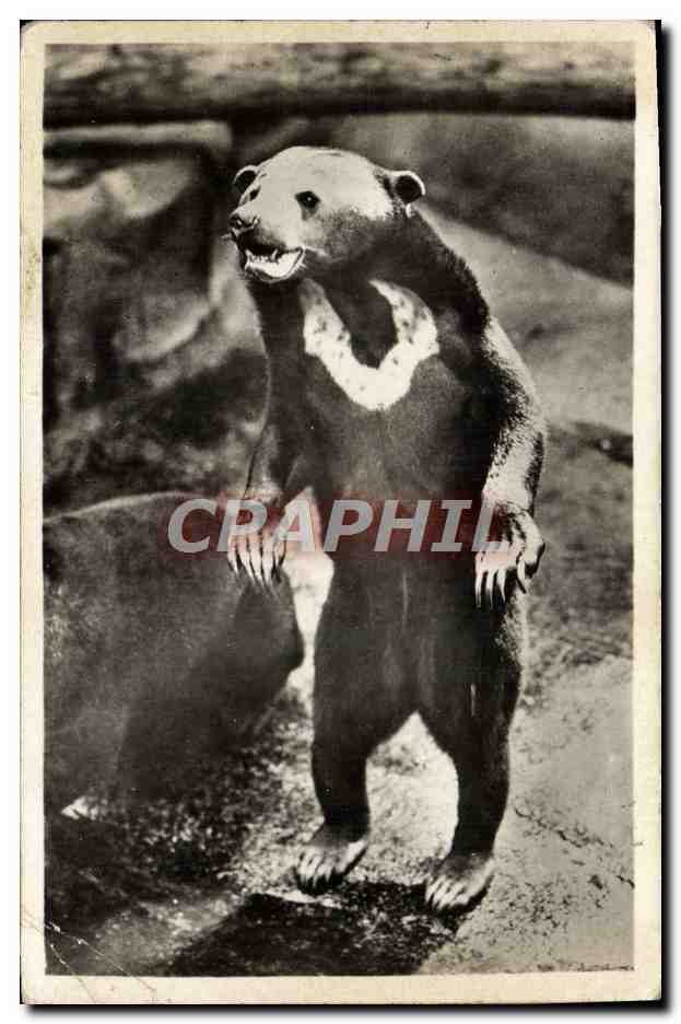 CPA Ours Paris Museum d'Histoire Naturelle Parc zoologique du Bois de Vincennes Un ours des cocotiers 
