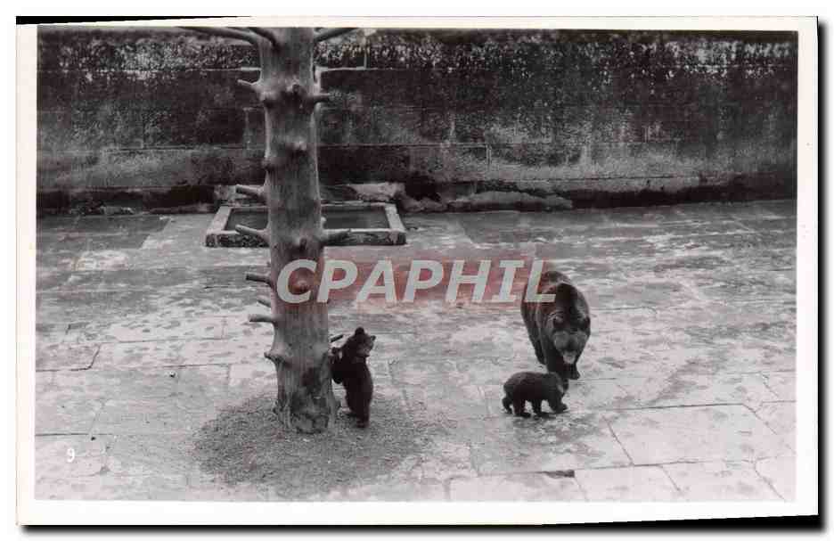 Bears in enclosure — mother with cubs near tree — Phot. R. Janeky, Monbijoustr. 15, Berlin