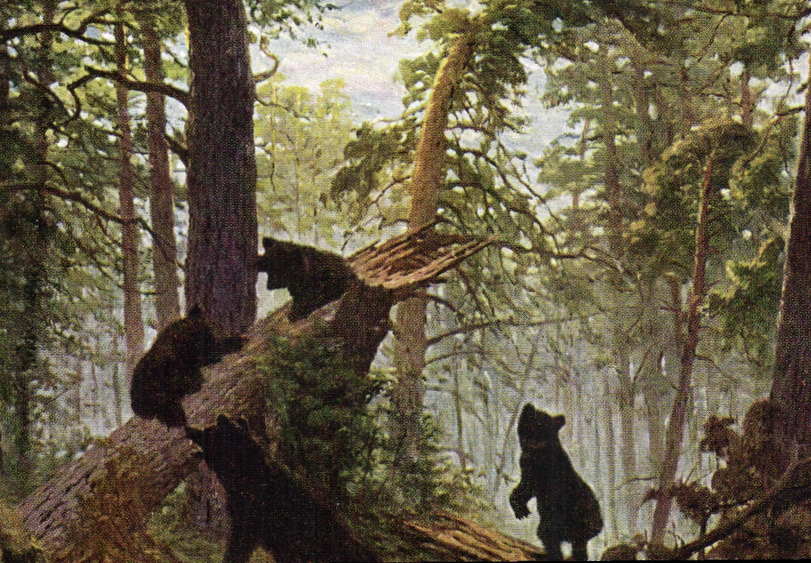 CPA Ours J Chichkine Matin dans une foret de pins 