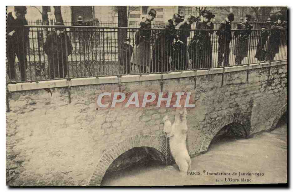 CPA Ours Paris Inondations de Janvier 1910 L'ours blanc 