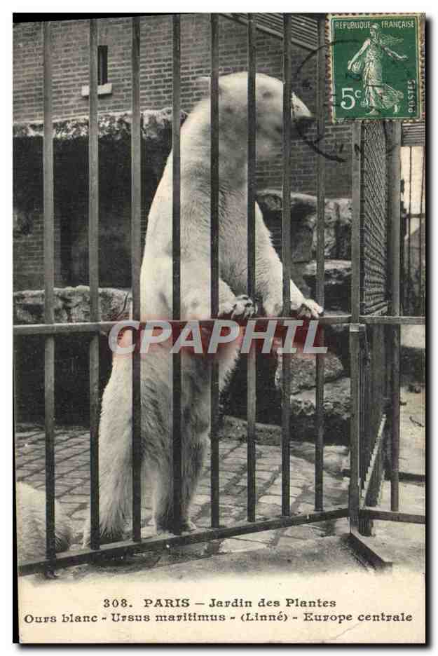 CPA Ours Paris Jardin des plantes Ours Blanc Ursus Maritimus Linne Europe centrale 