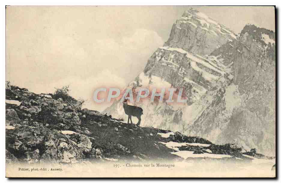 CPA Chamois sur la montagne 