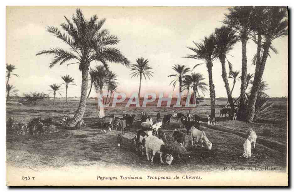 CPA Chevre Paysages tunisiens Troupeaux de chevres 
