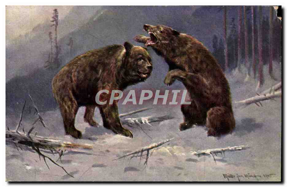 Deux ours en pleine confrontation — illustration de Walter von Mühlen — série 409 - Voorkant