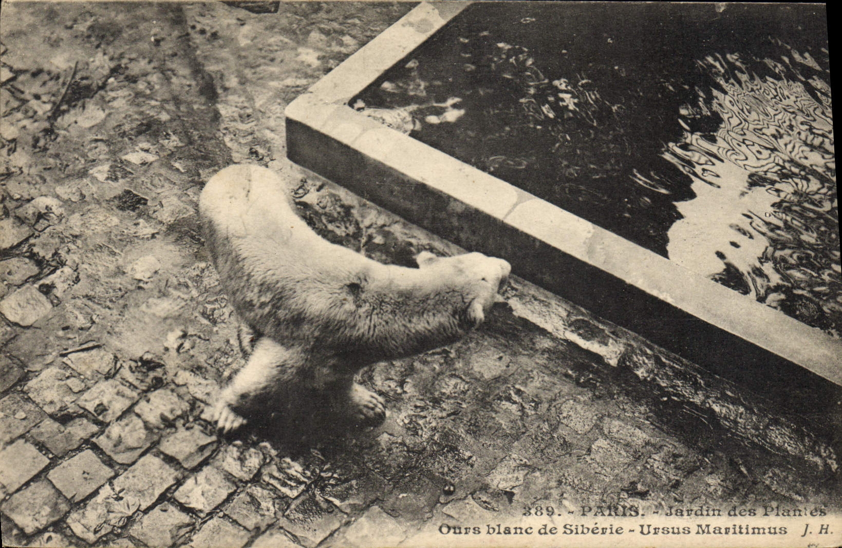CPA Ours Paris Jardin des Plantes Ours Blanc de Siberie Russie Russia
