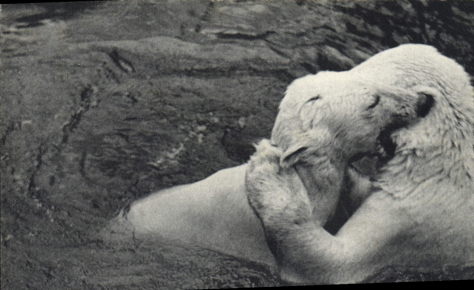 Ours blancs s'ébattant dans leur bassin — Muséum national d'Histoire naturelle, Parc zoologique du Bois de Vincennes, Paris — série 201