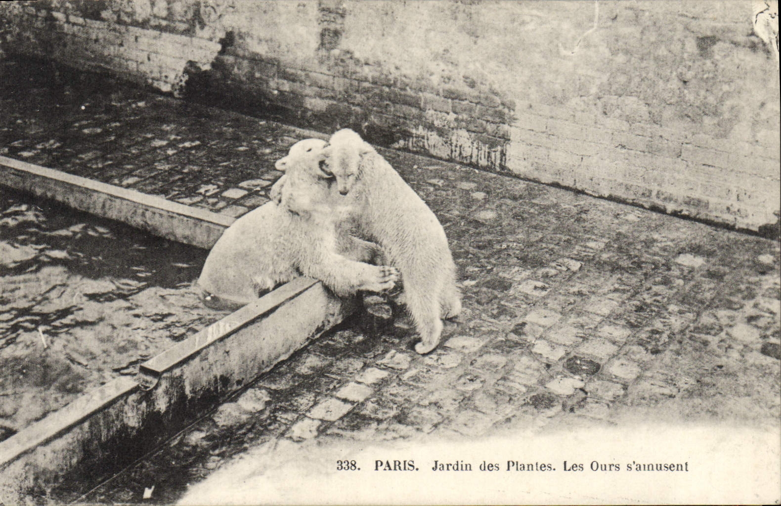 CPA Ours Paris Jardin des Plantes Les ours s'amusent 