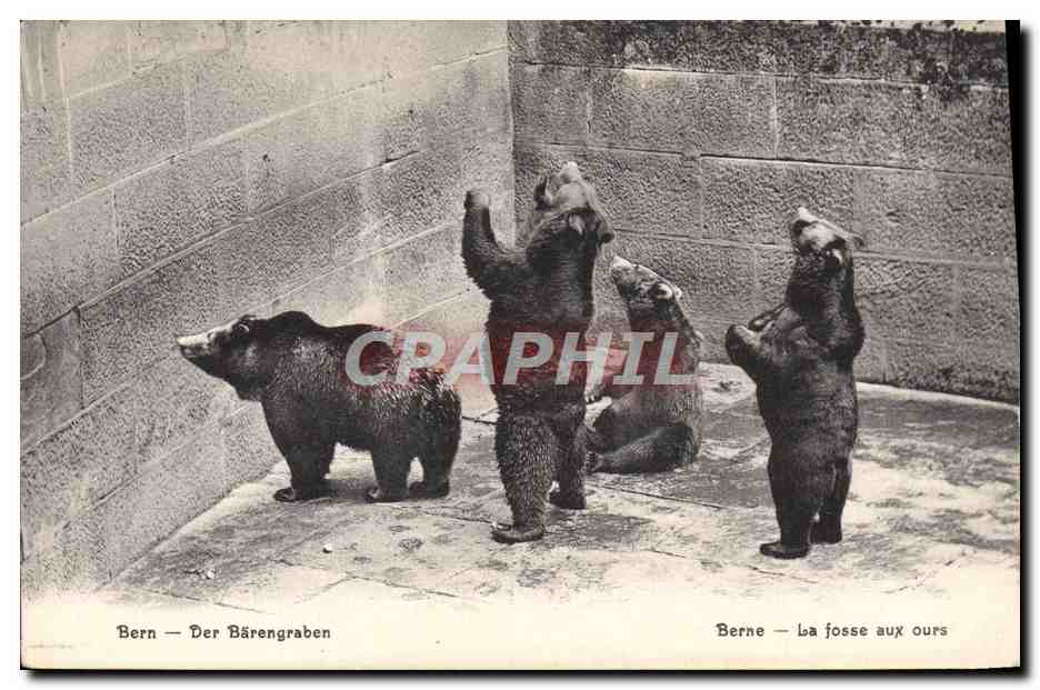 CPA Ours Bern Barengraben 