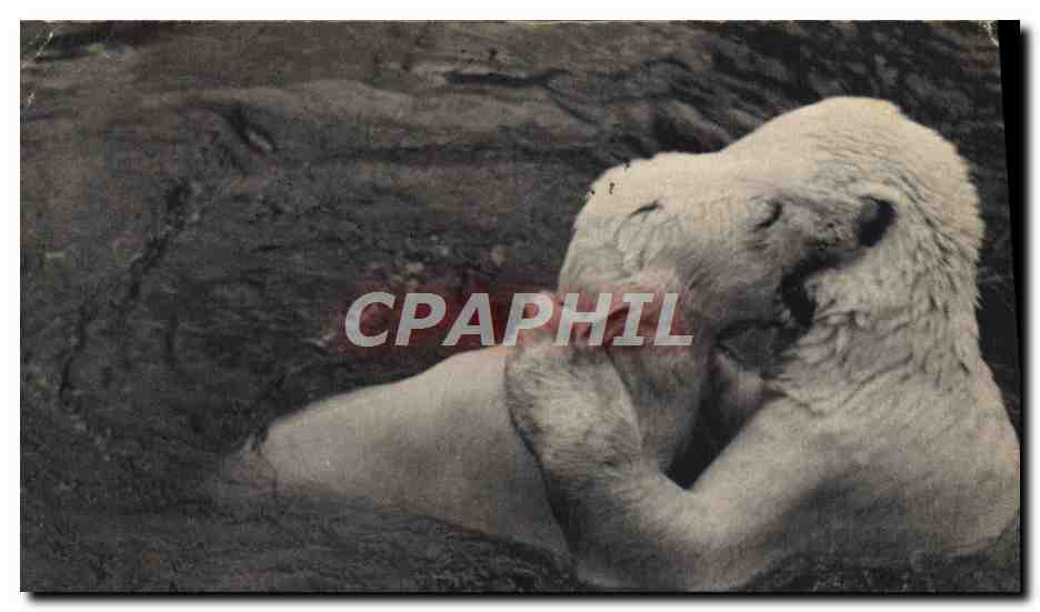 CPA Ours Parc zoologique du Bois de Vincennes Paris 