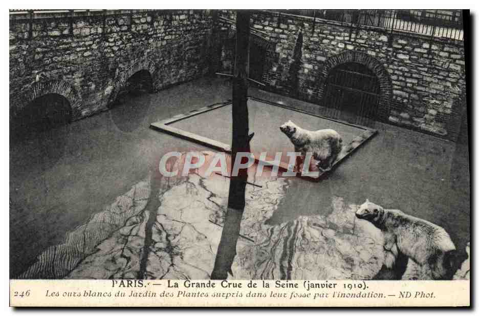 CPA Ours Paris Grande crue de la Seine Les ours blancs du jardin des plantes