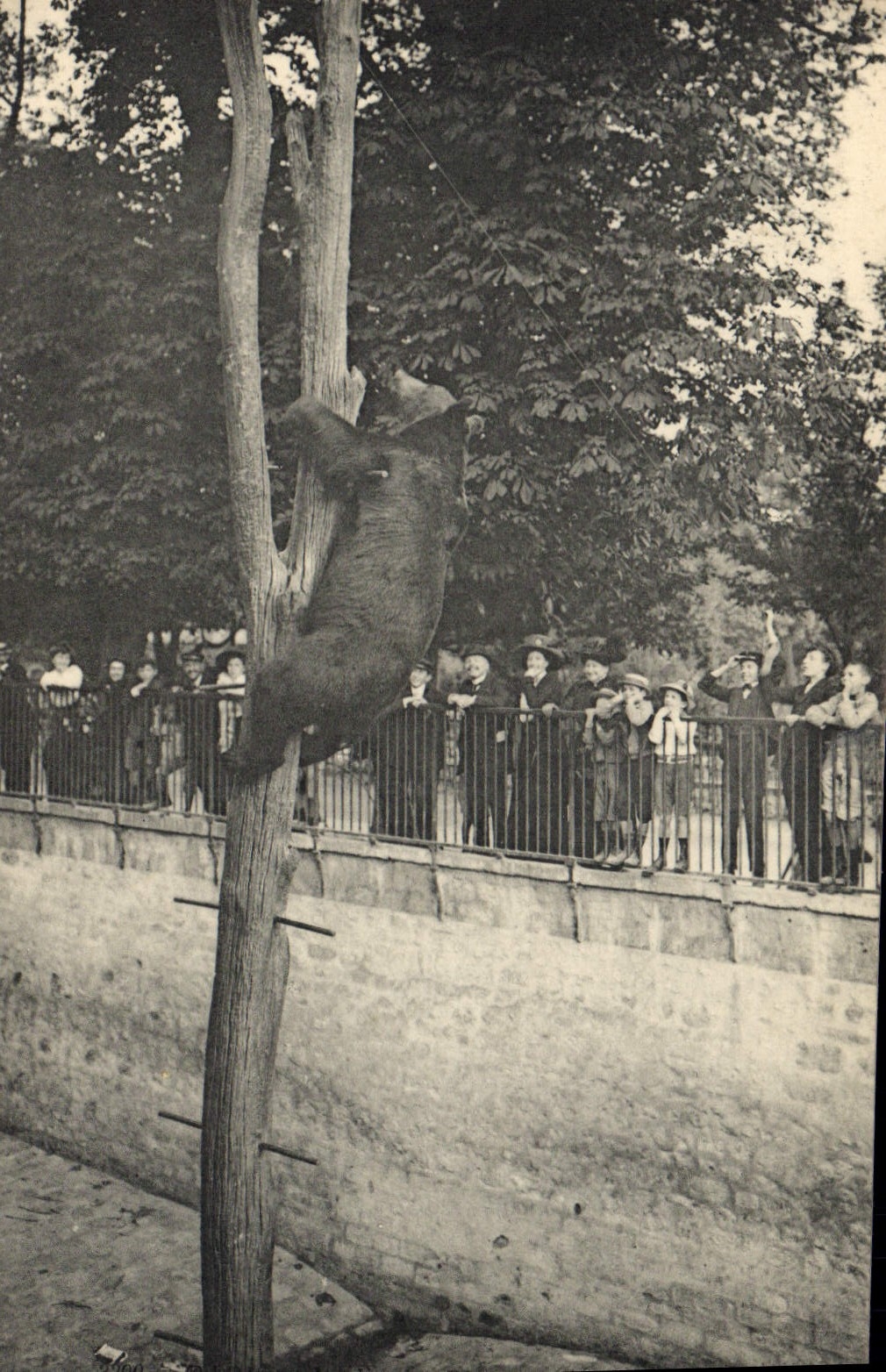 CPA Ours Paris Jardin des plantes l'ours Martin 