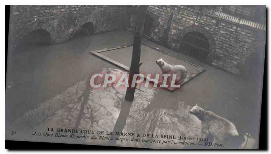 CPA Ours Paris Grande crue de la Seine Les ours blancs du jardin des plantes