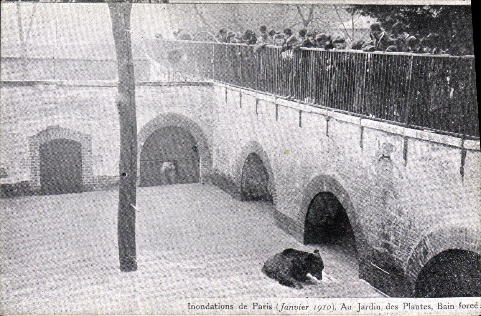 Inondations de Paris (Janvier 1910). Au Jardin des Plantes, Bain forcé — édition non identifiée
