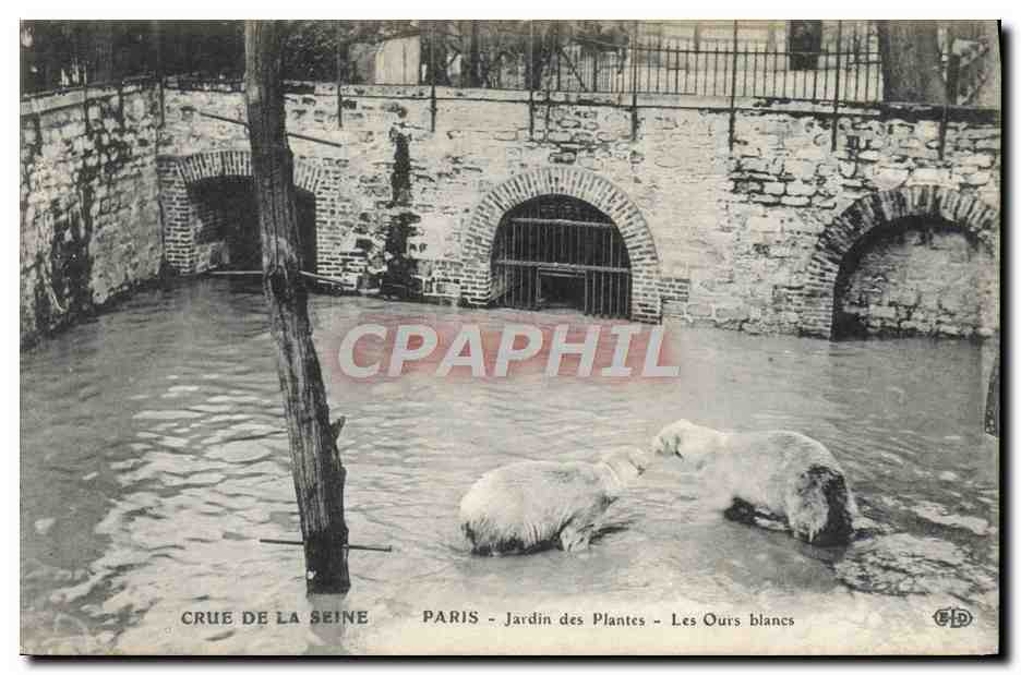 CPA Ours Crue de la Seine Paris Jardin des Plantes Les ours blancs
