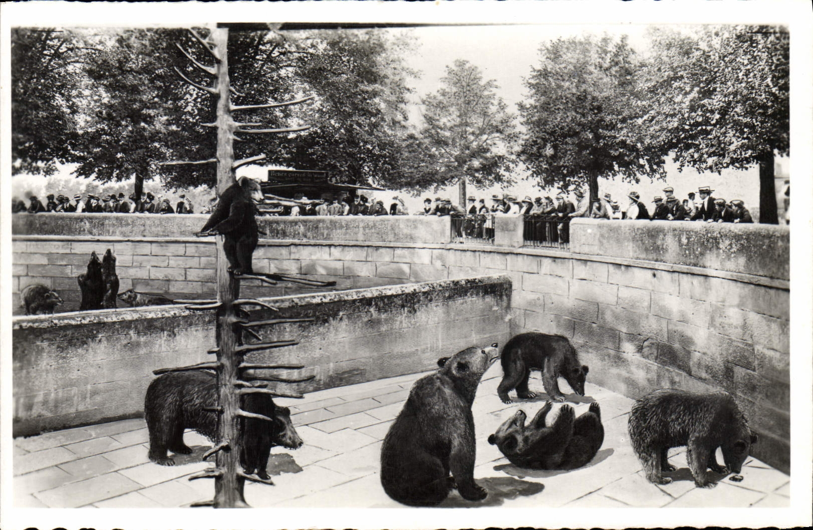 CPA Ours Berne La fosse aux ours