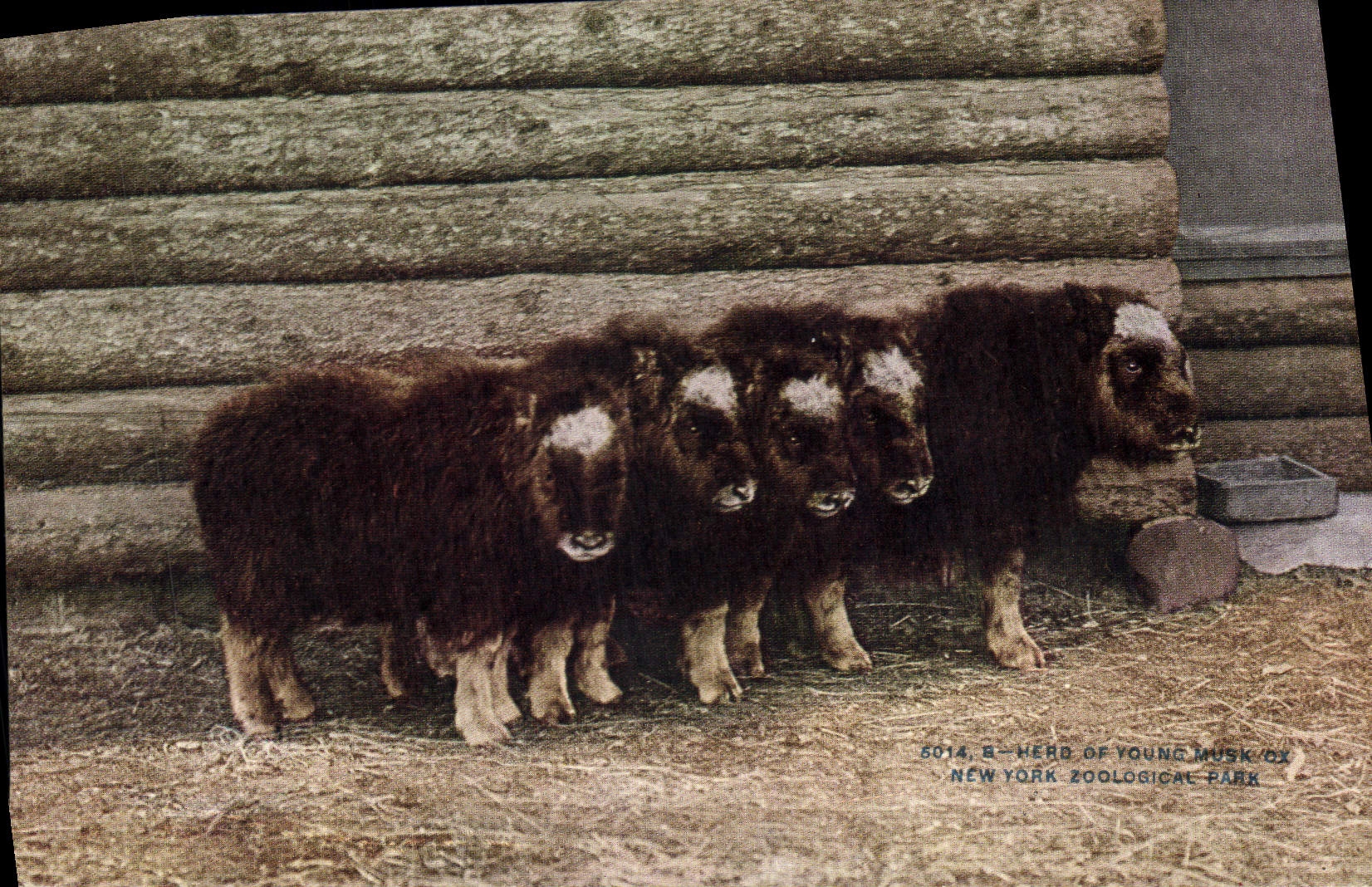CPA Her of young Musk Ox New York zoological park 