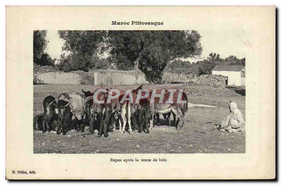 CPA Ane Mule Maroc Repos apres la venue de bois 
