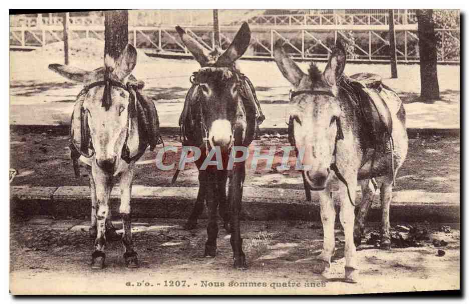 CPA Ane Mule Nous sommes quatre anes