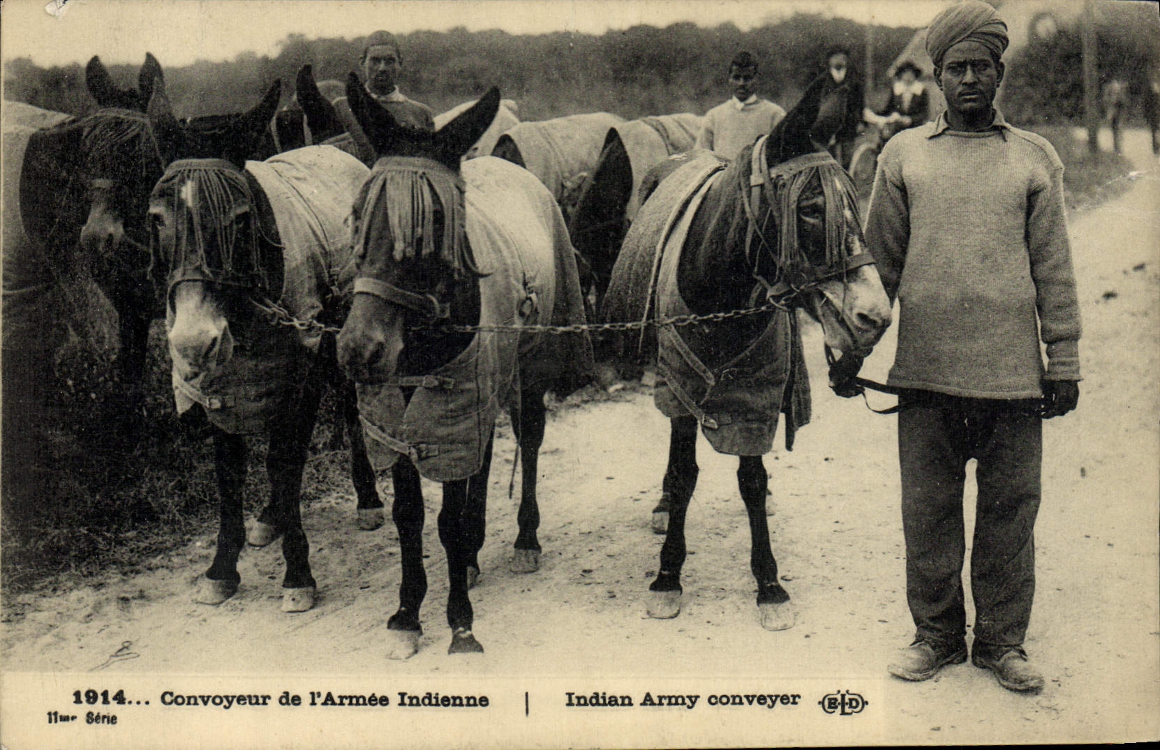 CPA Ane Mule Convoyeur de l'armee indienne Militaria