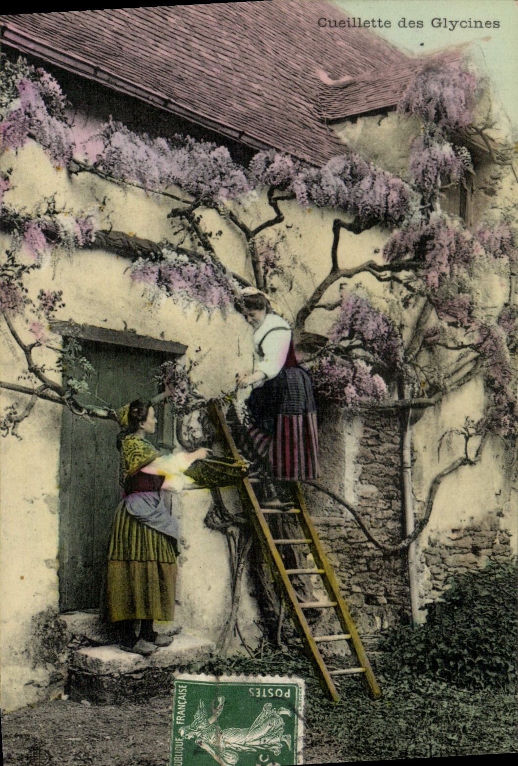 CPA Folklore Cueillette des glycines
