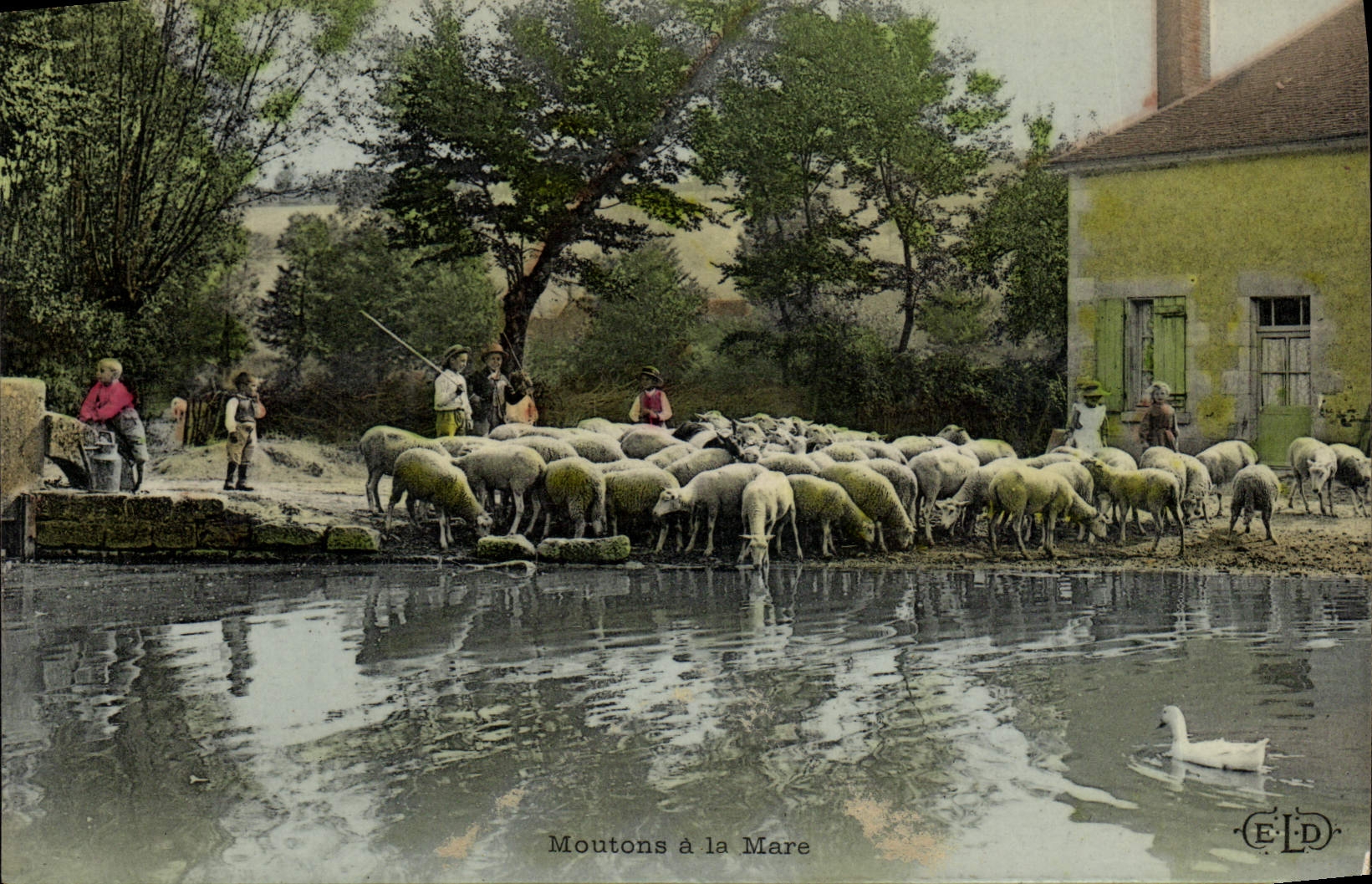 CPA Folklore Moutons a la mare 
