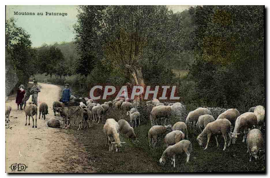 CPA Folklore Moutons au paturage 