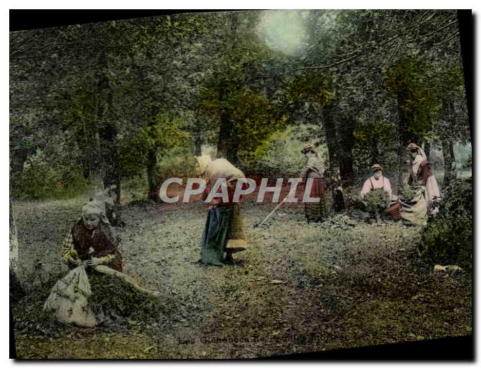 CPA Folklore Les glaneuses de feuilles mortes 